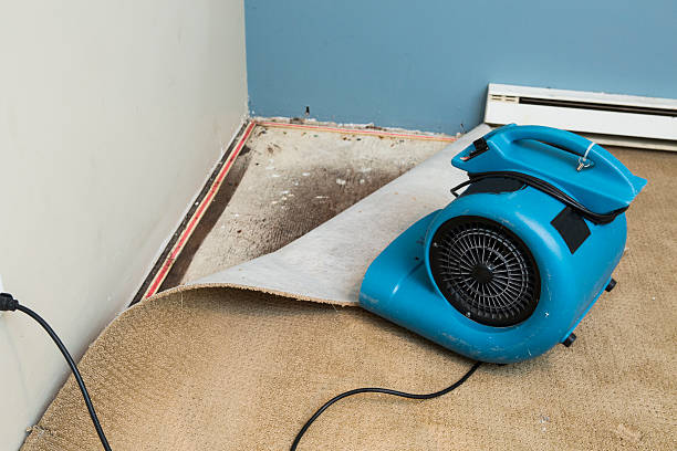 Best Carpet water damage restoration  in Palm Beach, FL